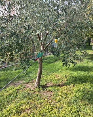 Scuotitore a fune per frutti