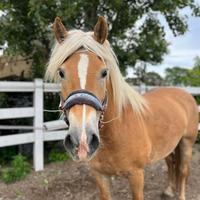 Cavalla Haflinger