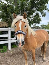 Cavalla Haflinger