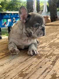 Bulldog francese