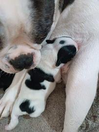 Bulldog francese bianco e nero