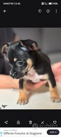 Cuccioli di pinscher taglia piccola