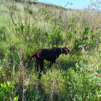 Drahthaar alta genealogia