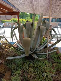 pianta Agave