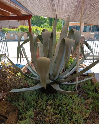 pianta Agave
