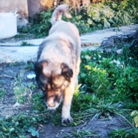 Cuccioli pastore