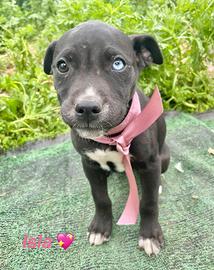 Cucciolo cane adotta meticcio Labrador / Husky