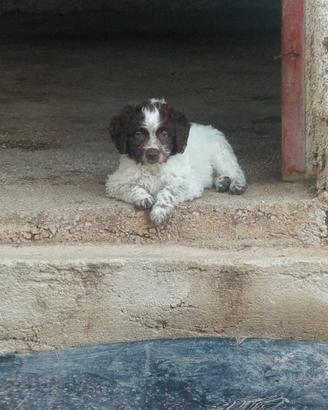 Lagotto romagnolo