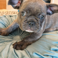 Stupendi cuccioli di Bulldog francese blue