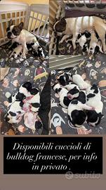 Cani bull dog francese disponibili per fine agosto