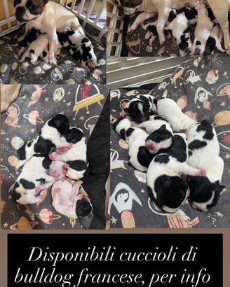 Cani bull dog francese disponibili per fine agosto