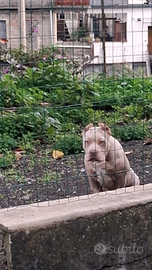 American bully pochet