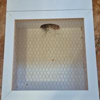 Terraio  tartarughiera in legno