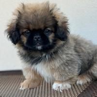 Cuccioli pechinese