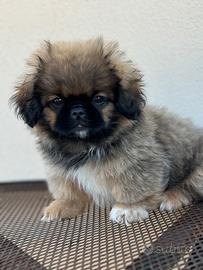 Cuccioli pechinese