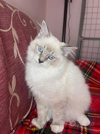 Ultima cucciola di ragdoll
