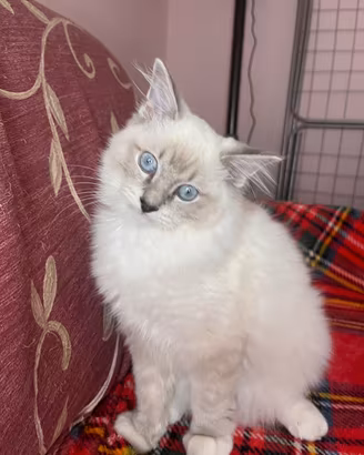 Ultima cucciola di ragdoll