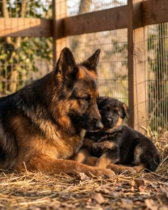 Cuccioli di pastore tedesco