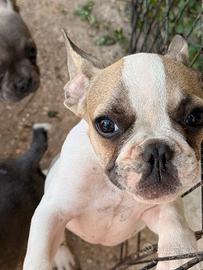 Bulldog francese