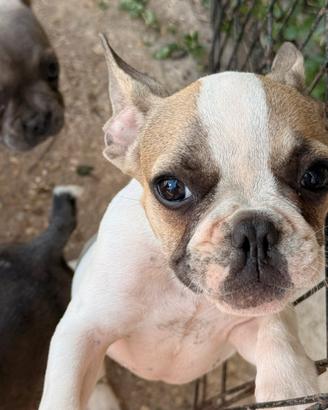 Bulldog francese