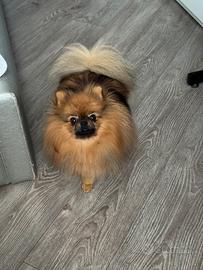 Spitz Pomerania