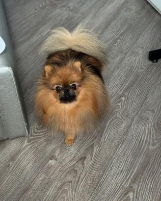Spitz Pomerania