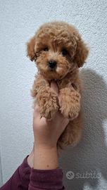 Barboncini toy cucciolata casalinga