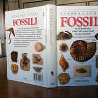 Guarda & Scopri i Fossili