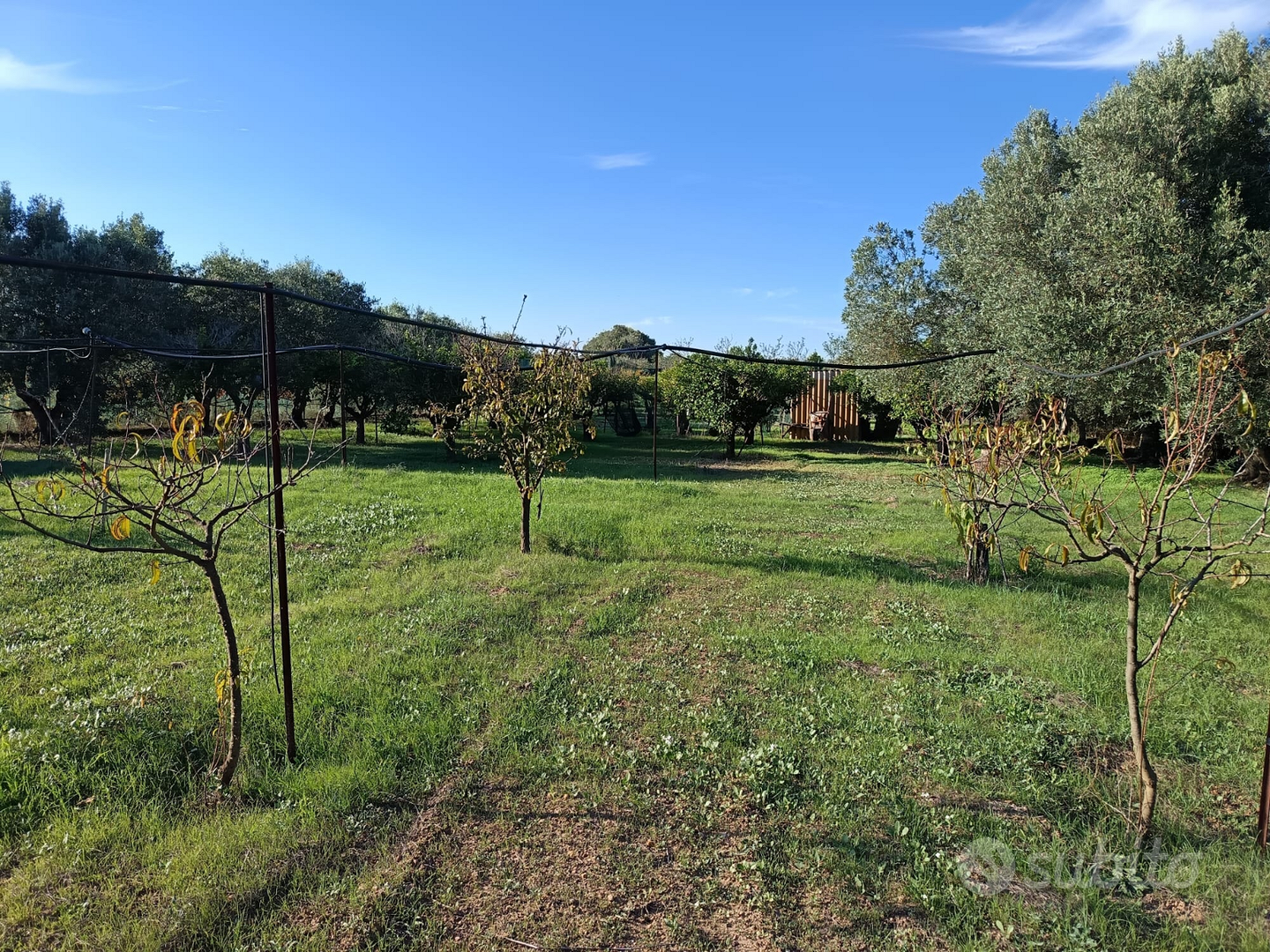 Terreno agricolo piantumato - Vista 5