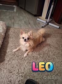 Cuccioli di Chihuahua a pelo lungo