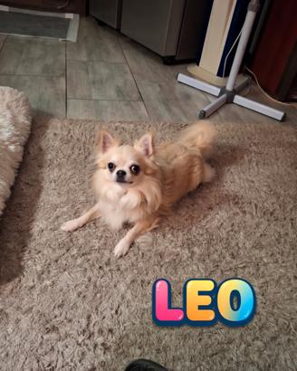 Cuccioli di Chihuahua a pelo lungo