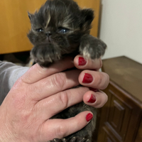 Cuccioli di gatto Persiano