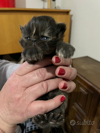 Cuccioli di gatto Persiano