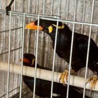 Coppia merli indiani