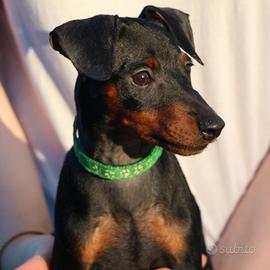 Pinscher nano