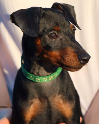 Pinscher nano