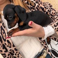 Bassotto Nero Focato cuccioli