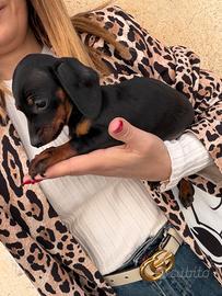 Bassotto Nero Focato cuccioli