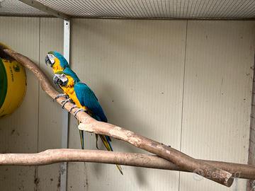 Ararauna ed altri pappagalli
