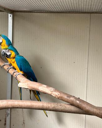 Ararauna ed altri pappagalli