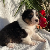 Scott cucciolo di pastore australiano