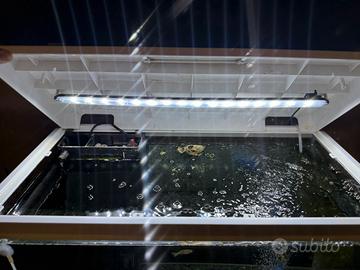 Acquario