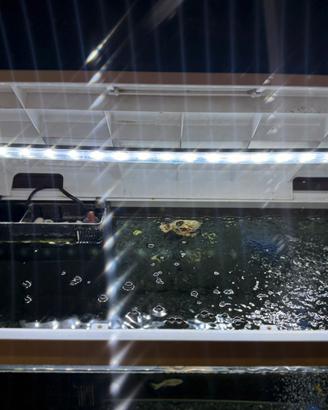 Acquario