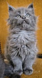 Cuccioli di Maine Coon