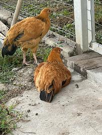 2 galline e un gallo