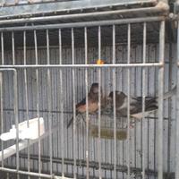 Coppia canarini portoghesi