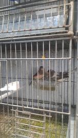 Coppia canarini portoghesi