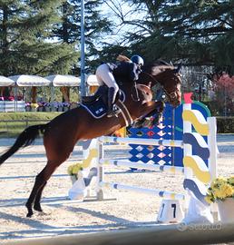 Splendida cavalla sportiva