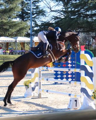 Splendida cavalla sportiva