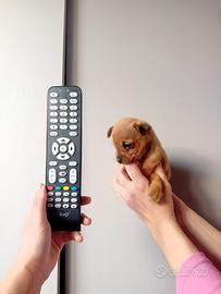 Cucciolo di pincher chihuahua